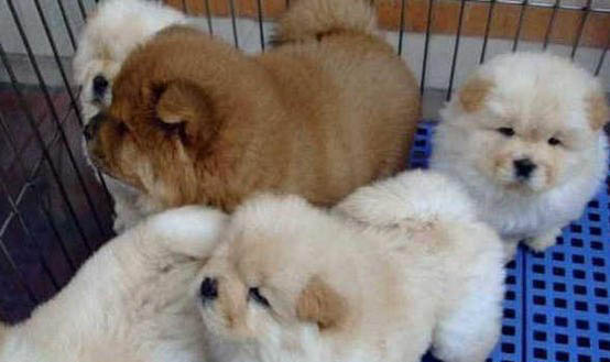 松狮犬为什么禁养?