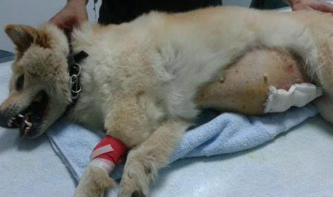 母犬例假期间需要注意什么