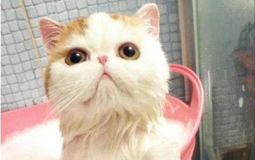 请问猫咪呕吐的原因及处理方法?