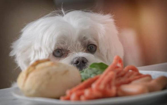 泰迪犬每天喂多少