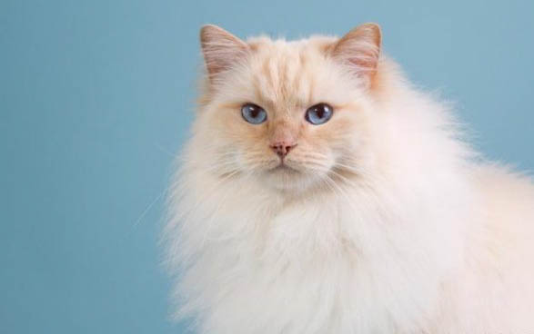 布偶猫养公还是母的好
