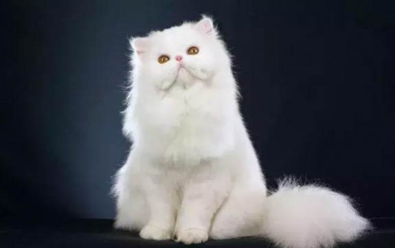 猫有寄生虫症状