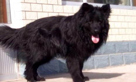 为什么没人养黑熊犬