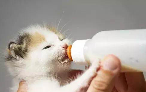 幼猫几个月打疫苗？