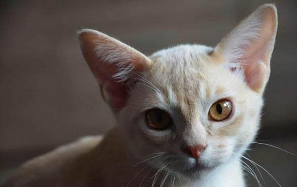猫咪屁屁脏怎么处理