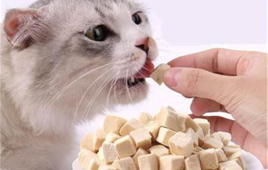 猫咪得了胰腺炎后不容易饿的原因以及处理方法