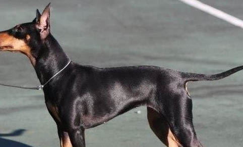 加纳利犬在哪里买