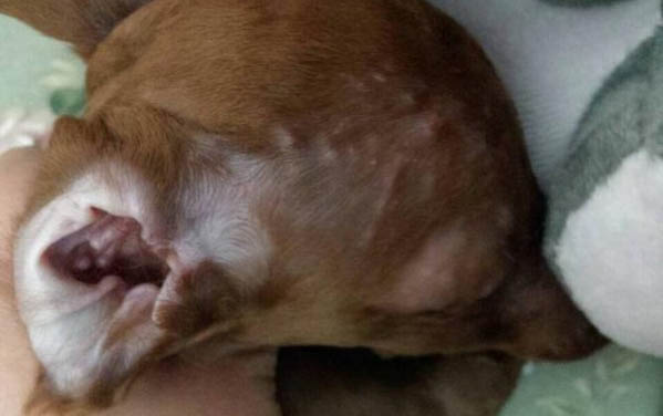 狗眼睛红红的什么原因,狗狗眼部的护理