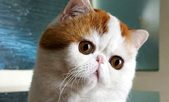 阿比西尼亚猫和重点色短毛猫哪个好养
