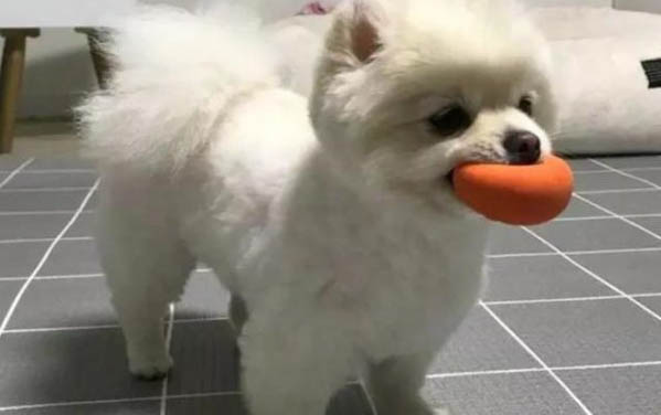 博美和银狐哪个贵