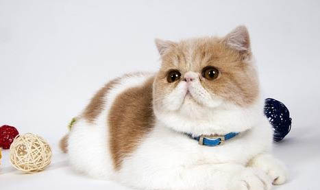 猫咪能不能吃石榴吗