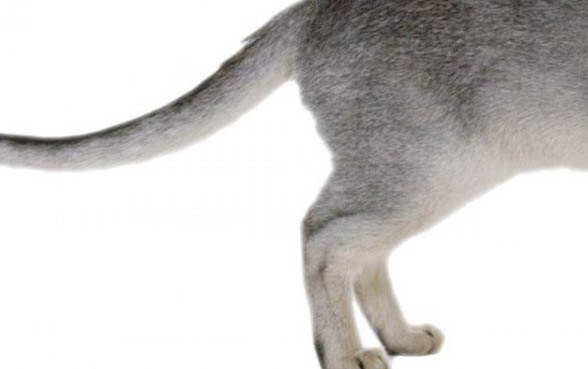 六个月的小猫一天吃多少猫粮