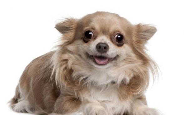 狗狗突然头歪走路不稳