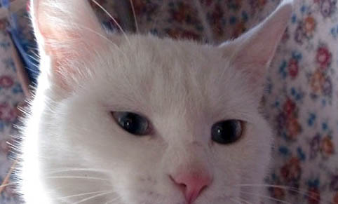 猫咪可以喝椰子水吗