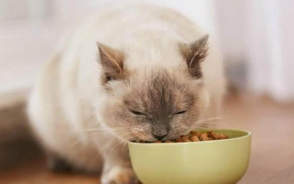 猫猫吃猫草为什么会吐