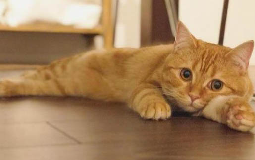 猫丢了十天还会在附近吗