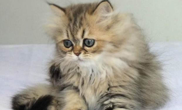 猫咪体外驱虫后爱睡觉的原因及处理方法
