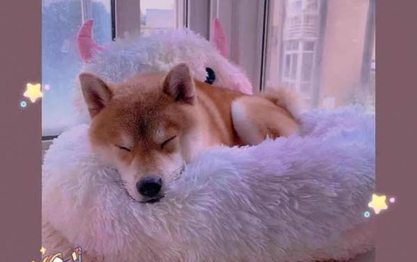 小猫软便一般要吃几天益生菌