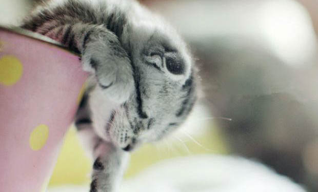 猫咪尿闭死亡前的症状有哪些