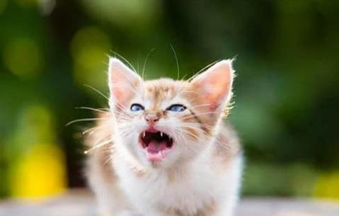 猫咪怎么吃鸡蛋