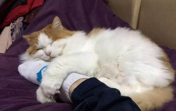 猫咪上火了怎么办