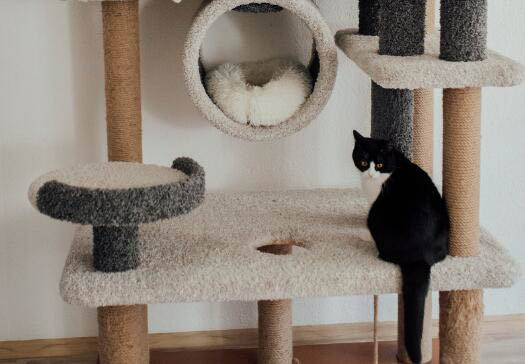 长毛猫品种有哪些?