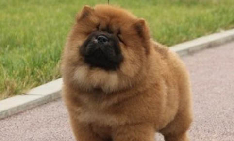 狗狗舔尿牙齿打颤