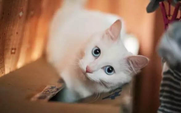 怎样让猫咪不爬窗帘