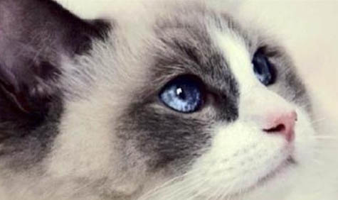 两个月的布偶猫怎么养好