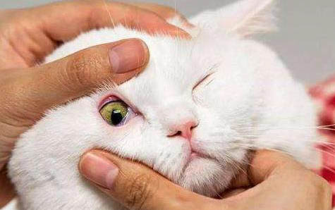 请问猫咪呕吐的原因及处理方法?