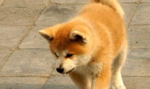 日本秋田犬吐清水的原因及处理方法