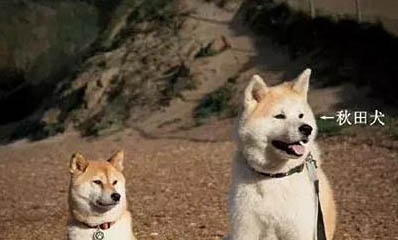 柴犬和秋田犬的区别是什么