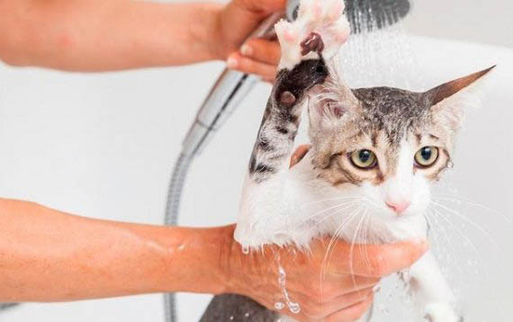 一个月小猫可以吃什么