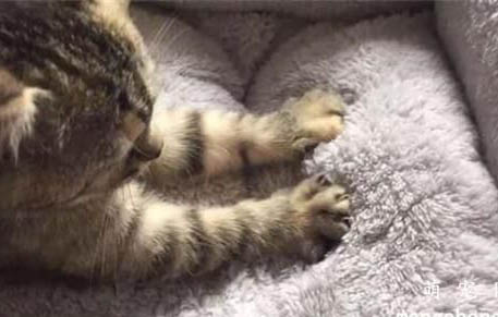 小猫几个月退乳毛