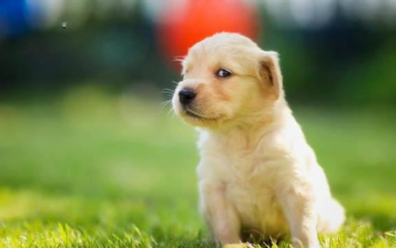 狗狗和得了犬瘟的狗狗在一起玩会传染吗