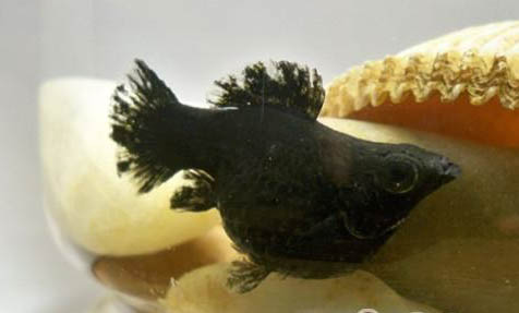 黑玛丽鱼多大可以繁殖