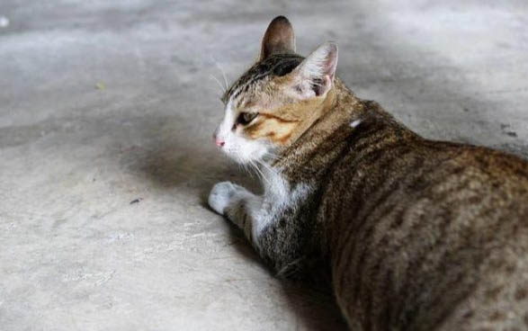 猫咪多大做绝育手术最好