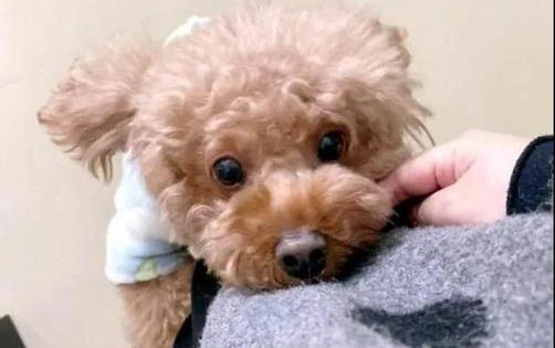狗的预防针打完了还需要记囗吗