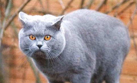猫咪有一个眼睛总是流眼泪