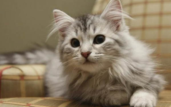 小猫脐带剪完需要打结吗
