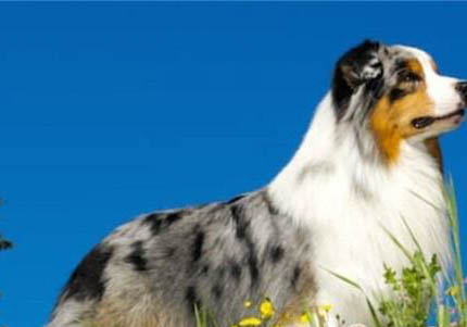澳大利亚牧羊犬的性格外貌特征