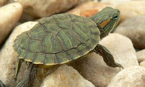 巴西龟开心时有哪些表现？