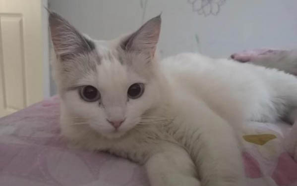 猫咪身上烂了洞还流脓该怎么办