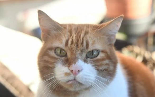 两个月小猫的饲养方法