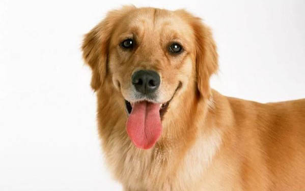 狗狗做绝育手术多少钱