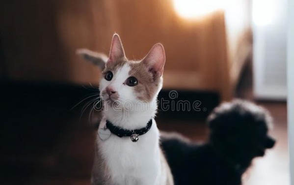 猫咪智商相当于人几岁