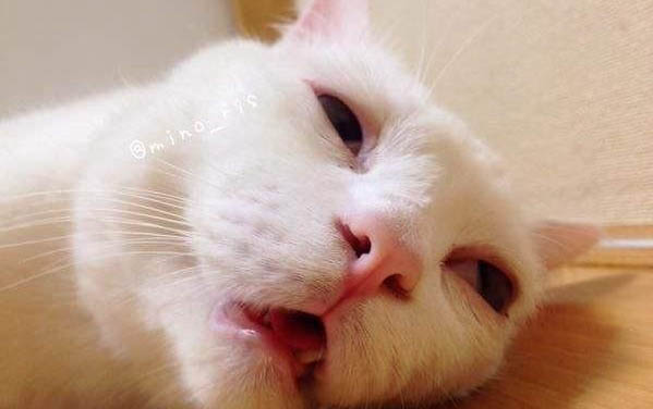 刚买的猫咪到家之后一直躲着不出来怎么办啊?