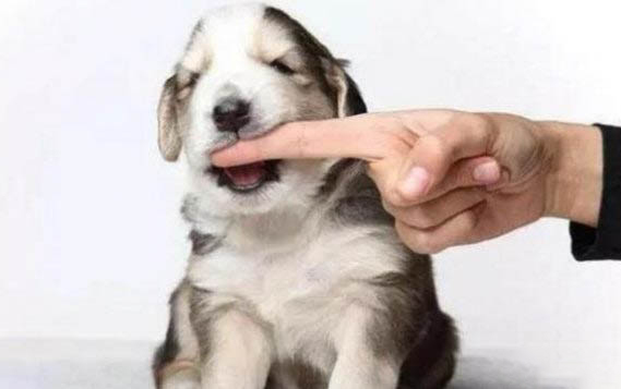 小猫呕吐应该吃什么药
