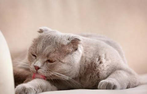 猫可以吃什么食物?