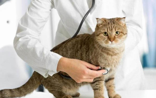 一个月的小猫不拉屎是怎么回事呢喂什么药
